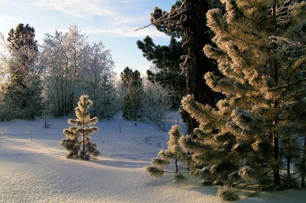 Сибирский кедр зимой