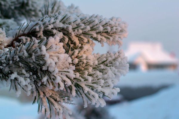 Ветка кедра в снегу