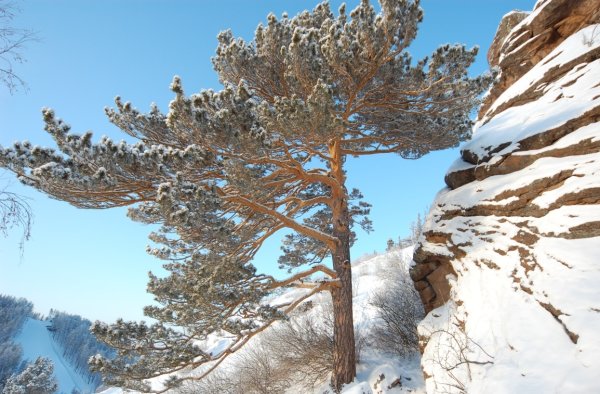 Сибирский кедр зимой