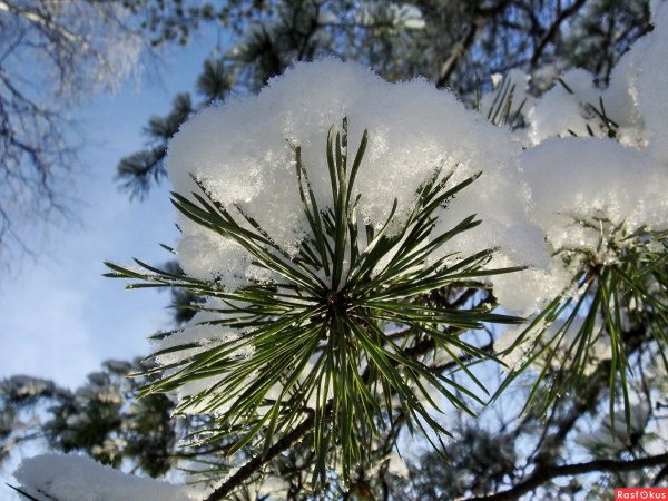 Кедр в снегу