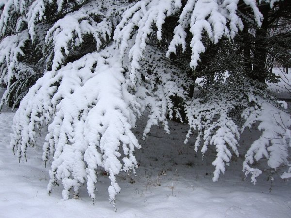 Кедры России зимой