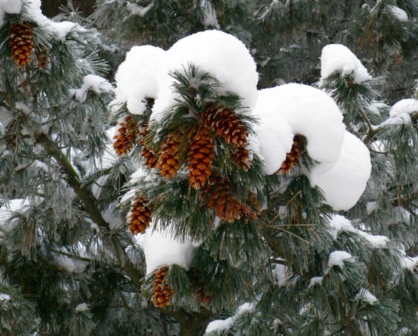 Сибирский кедр зимой