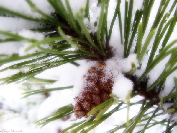 Сосновая ветка в снегу
