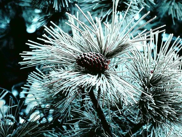 Сосна с белыми шишками