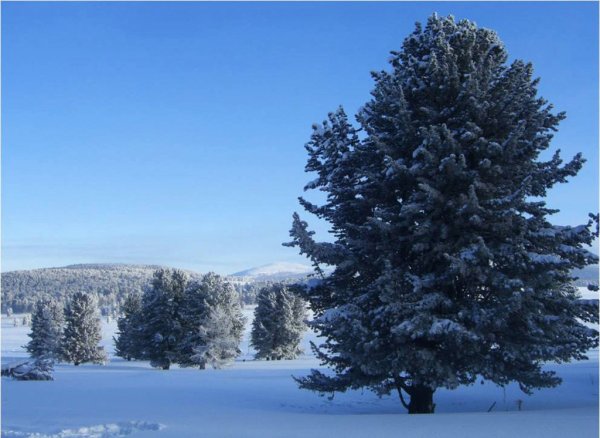 Кедр Семинский