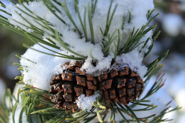 Шишки сосны зимой