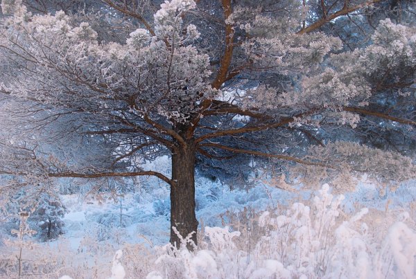 Зимний пейзаж деревья