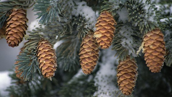 Датская ель Нобилис