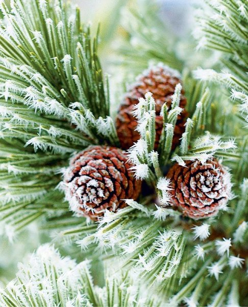 Шишки в снегу