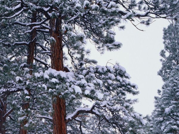 Сибирский кедр в снегу