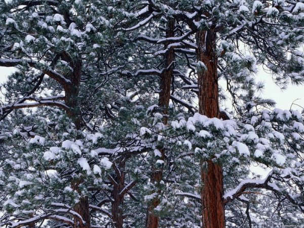 Сосна под снегом