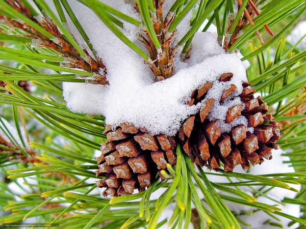 Шишки в снегу