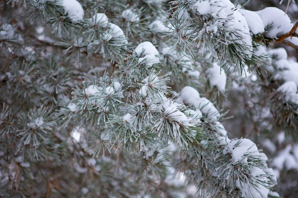 Сосны в снегу