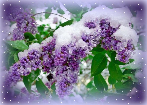 Сирень зимой