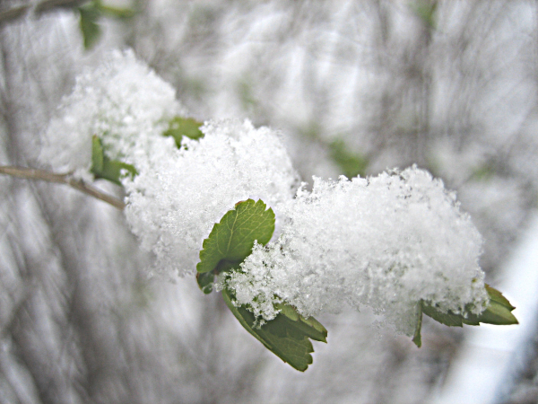 Сирень в инее