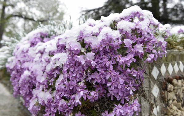 Сирень в снегу