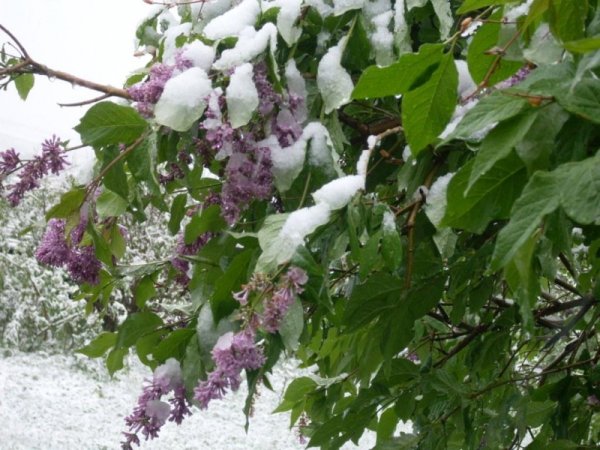 Сирень кустарник зима