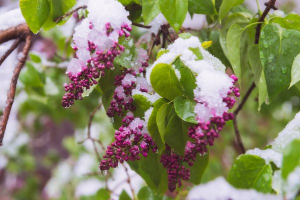 Сирень зимой