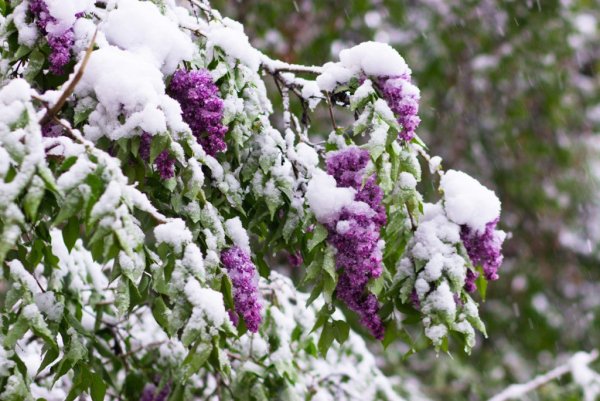 Сирень зимой