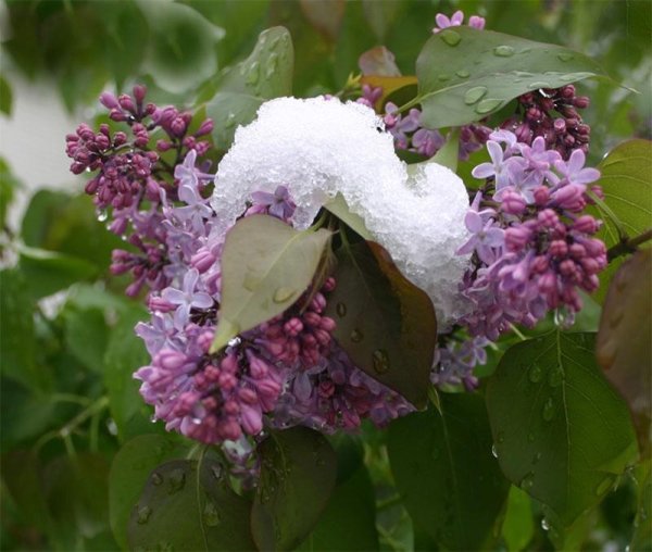 Сирень в снегу