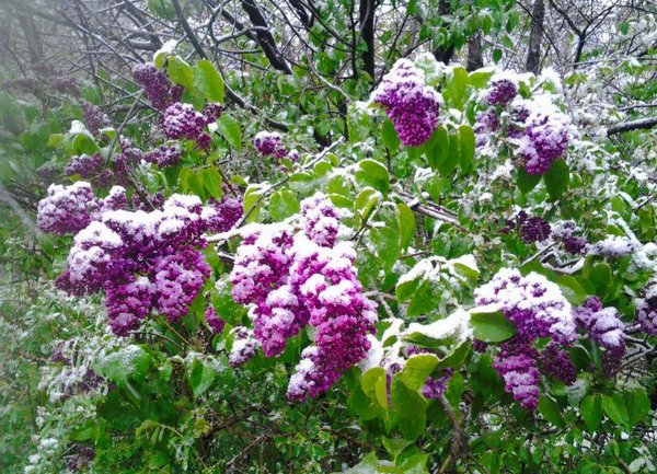 Зимняя сирень