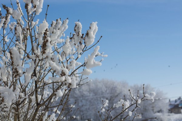 Сирень обыкновенная зимой