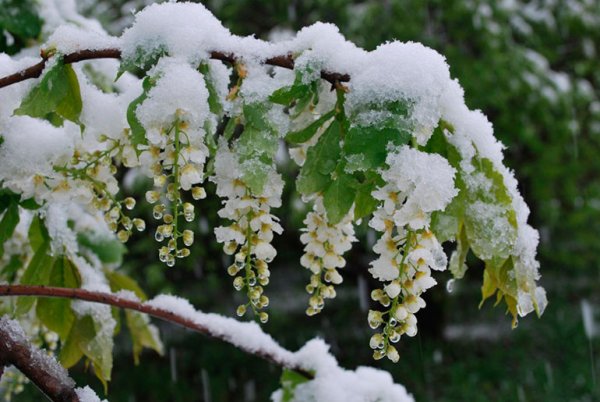 Черемуха в снегу