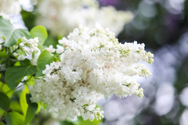 Сирень белая крупноцветковая