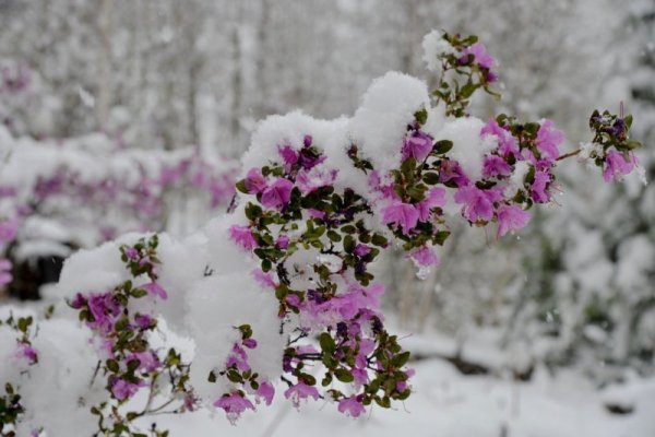 Зимний багульник Алтайский