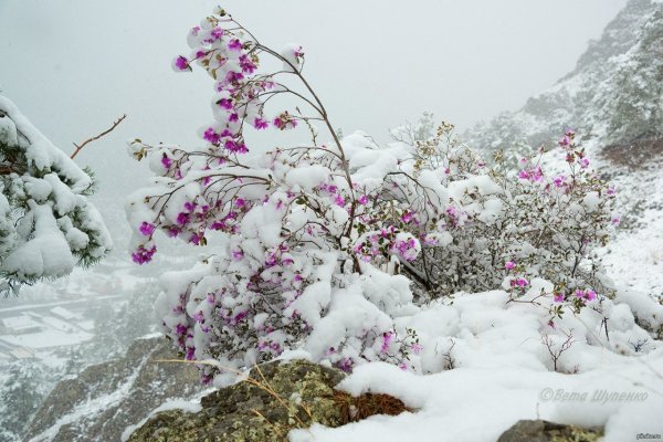 Рододендрон Даурский зимой