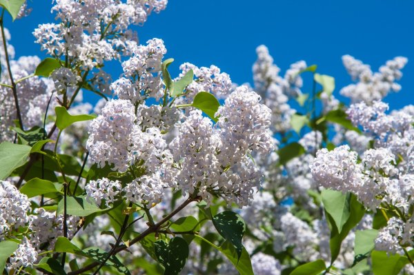 Сирень Жасмин черемуха