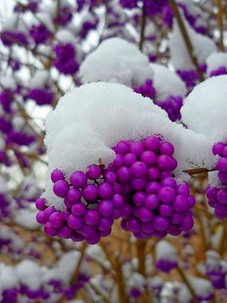 Красивоплодник зимой