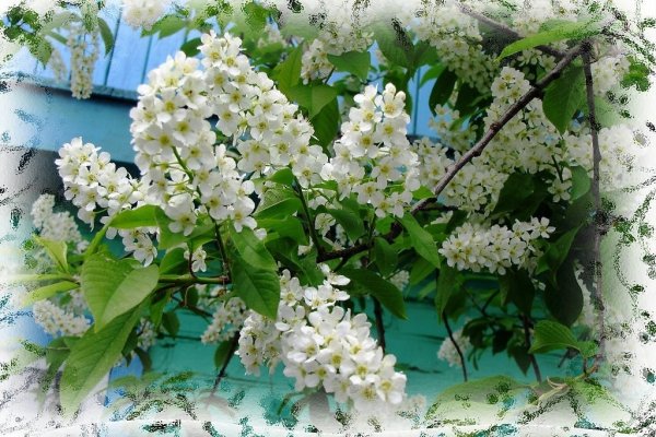 Есенин сирень черёмуха