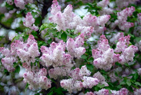 Бело розовая сирень