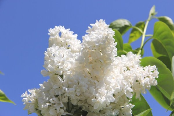 Сирень белая "Александра Котова"