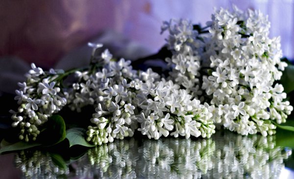 Белая сирень последний звонок