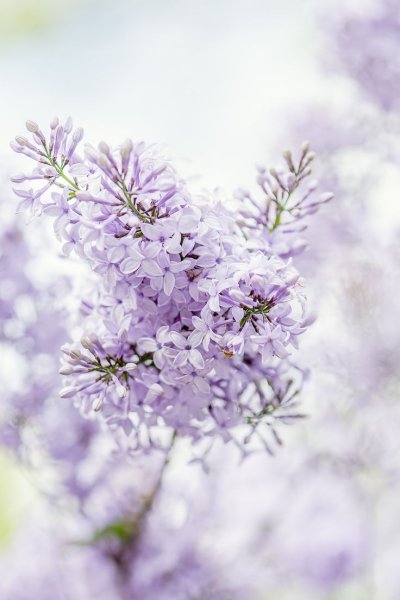 Бледно сиреневые цветы