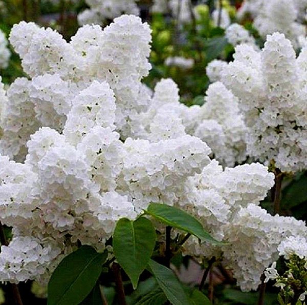 Syringa vulgaris agidel