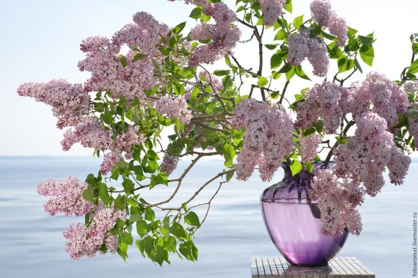 Ветка сирени в вазе
