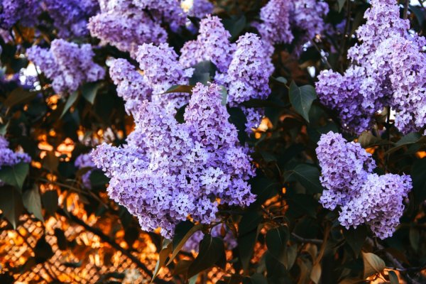 Сирень голубая полумахровая