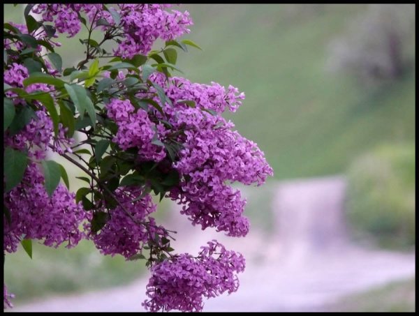 Ветка сирени на окне