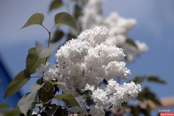 Белая сирень Эстетика