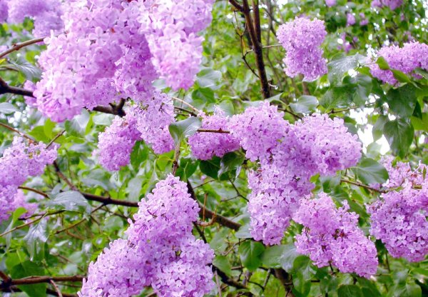 Черемуха сиреневая