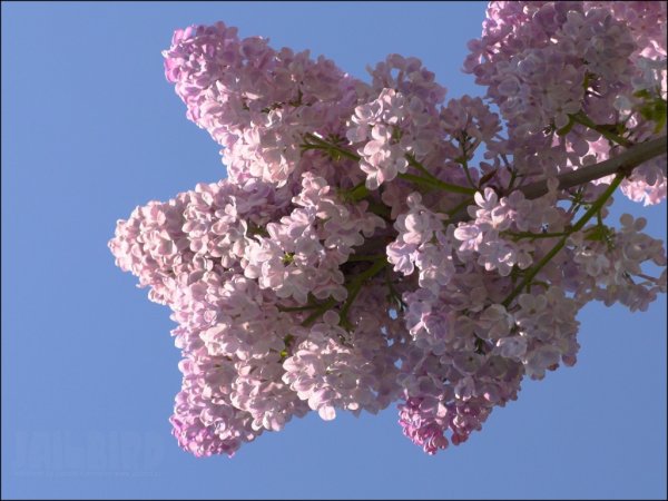 Сирень сохры