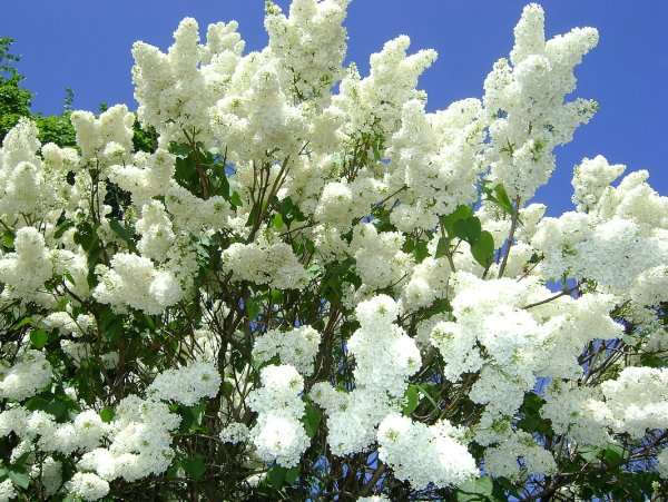 Сирень белая куст