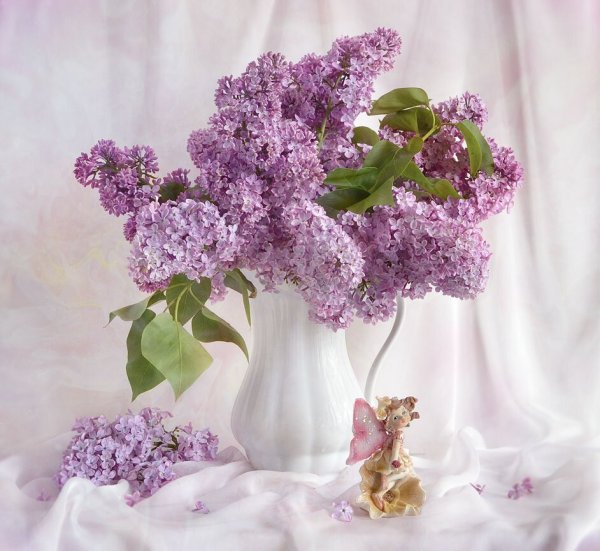 Сирень Жильбер