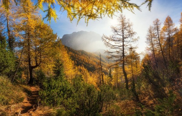Осень в лесу