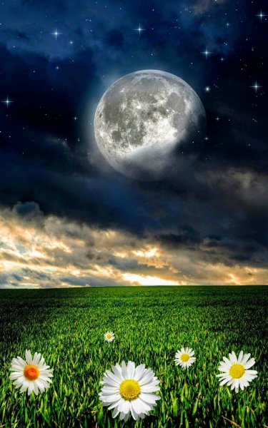Ночь Луна звёзды цветы
