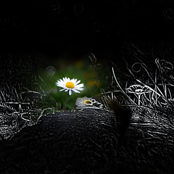 Ромашки ночью