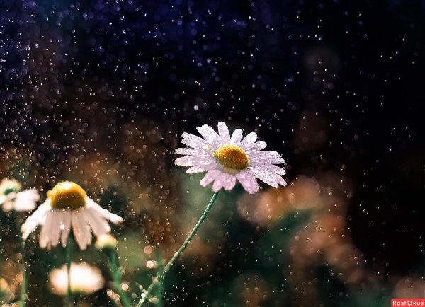 Ромашка в космосе